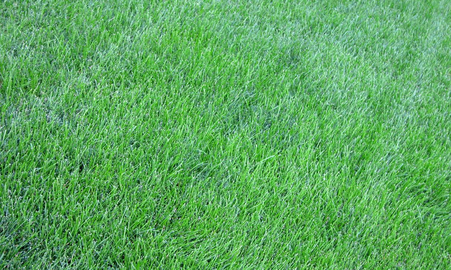 New Turf Lawns Fort Myers